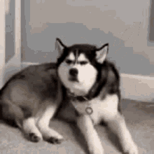 Annoyed Dog GIF - Annoyed Dog Doggo GIFs
