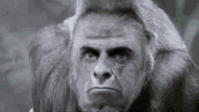 Axanar Alecpeters Axamonitor Monkey Ape GIF - Axanar Alecpeters Axamonitor Monkey Ape GIFs