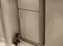 Funny Cat GIF - Funny Cat Pussy GIFs
