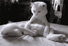 Kitty Cat GIF - Kitty Cat Play GIFs