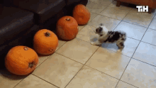 Scared Bark GIF - Scared Bark Confused GIFs