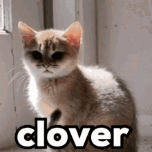 Clover Clover Cat GIF - Clover Clover Cat Cat Clover GIFs