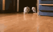 Corgi Puppies GIF - Corgi Puppies Attack GIFs