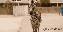 Zebra Briarpatch GIF - Zebra Briarpatch Tvresidence GIFs