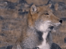 Tibetan Sand Fox Animal GIF - Tibetan Sand Fox Fox Animal GIFs