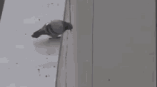 Pigeon Suicide GIF - Pigeon Suicide GIFs