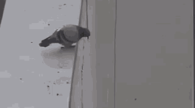 pigeon-suicide.gif