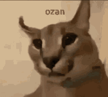 Floppa Ozan GIF - Floppa Ozan GIFs