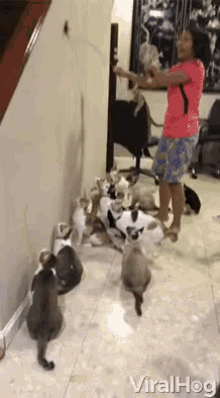 viralhog cats training in sync