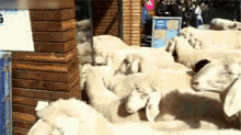 Le Rush Des Moutons GIF - Sheep Heard Of Sheep Apple Store GIFs