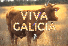 Viva Galicia Viva Galiza GIF - Viva Galicia Viva Galiza 100thanks GIFs