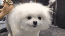 Dog Grooming GIF - Dog Grooming Smiling GIFs