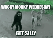monkey monke