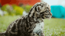 Crying Snow Leopard Day GIF - Crying Snow Leopard Day Indias Wild Leopards GIFs
