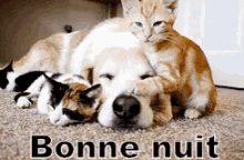 Bonne Nuit GIF - Cat Dog Kittens GIFs