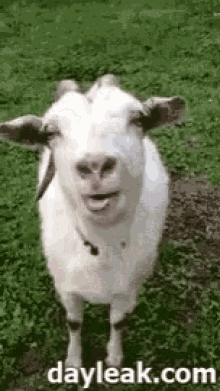 Goat Seduction GIF - Goat Seduction Tongue Licking GIFs