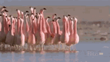 Flock Bird GIF - Flock Bird Flamingo GIFs
