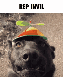 Rep Invil Helicopter Hat GIF - Rep Invil Helicopter Hat Angry Dog GIFs