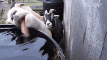 Goat Lick GIF - Goat Lick Water GIFs
