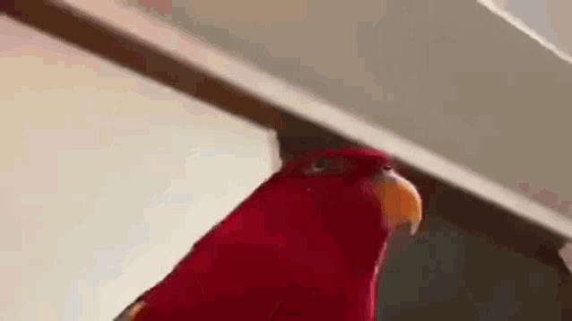 red-bird-red.gif