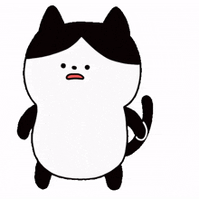 cat face