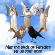 May The Birds Of Paradise Fly Up Your Nose I Dont Like You GIF - May The Birds Of Paradise Fly Up Your Nose I Dont Like You Insult GIFs