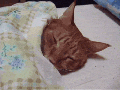 Me When I Wake Up In The Mornning GIF - Cat Kitten Waking Up - Discover &amp;  Share GIFs