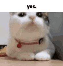Yes Yescat GIF - Yes Yescat Cat GIFs
