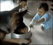 Gaji 92 Juta Ditawarkan Perusahaan Makanan Anjing Bagi Mereka yang Berani Jadi "Food Tester"