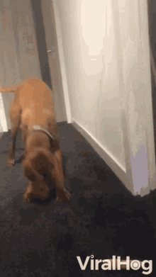 terrified dog dog spooked carrot shocked
