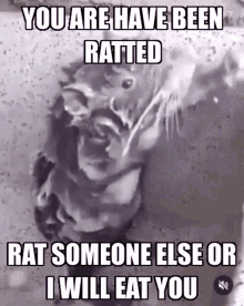 Rat Shower GIF - Rat Shower Ratted GIFs