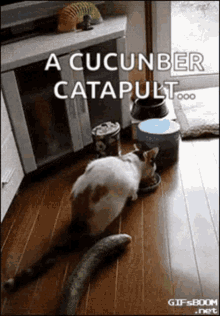 Cucumber Cat GIF - Cucumber Cat GIFs