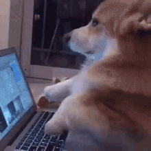 Dog Typing GIFs | Tenor