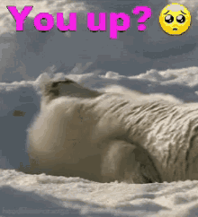 sleep cant