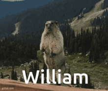 Will William GIF - Will William Willy GIFs