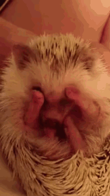 hedgehogs bath cleaning feet yummy