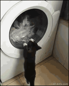 洗濯機　可愛い猫　にゃんこ　にゃんちゃん GIF - Laundry Cat Laundry Machine GIFs