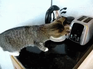 Cat Toaster GIF - Cat Toaster Shocked - Discover & Share GIFs