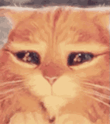 Animal Cat GIF - Animal Cat Puss In Boots GIFs
