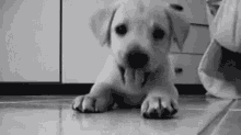 Hola Cute Puppy Wave GIF - Hola Cute Puppy Wave Hiya GIFs