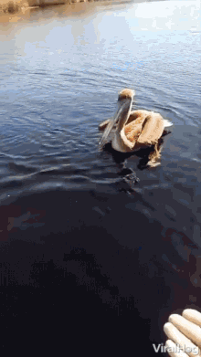 Invading Stork Pelican Boards Boat For A Ride GIF - Invading Stork Pelican Boards Boat For A Ride Riding GIFs