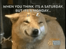 Dogs When You Think Its A Saturday But Its A Monday GIF - Dogs When You Think Its A Saturday But Its A Monday Funny Animals GIFs