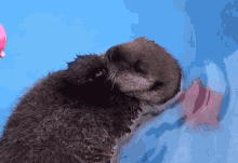 Marine Mammal Rescue Otter GIF - Marine Mammal Rescue Otter Baby Otter GIFs