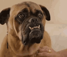 dog newkids