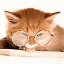 Cat Reading Gifs Tenor