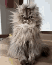 Lazy Cat GIF - Lazy Cat Hair GIFs