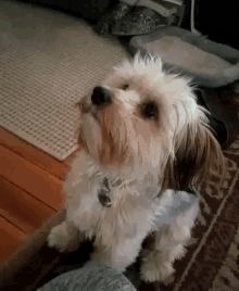 Dogs Funny Animals GIF - Dogs Funny Animals Morkie GIFs
