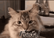 วิ้งค์ ขยิบตา แมว GIF - Wink Winking Cat GIFs