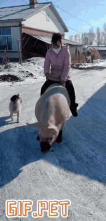 Pig Gif Pet GIF - Pig Gif Pet Animal GIFs