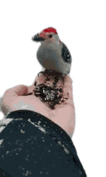 pecking bird